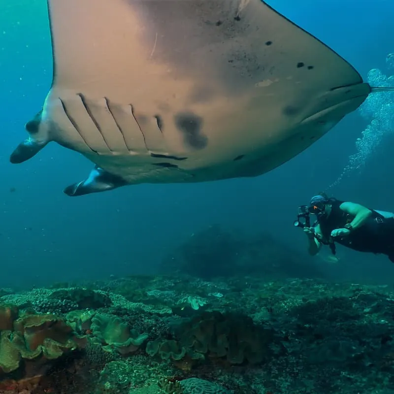 Nusa Penida Scuba Diving Bali - Gallery 2